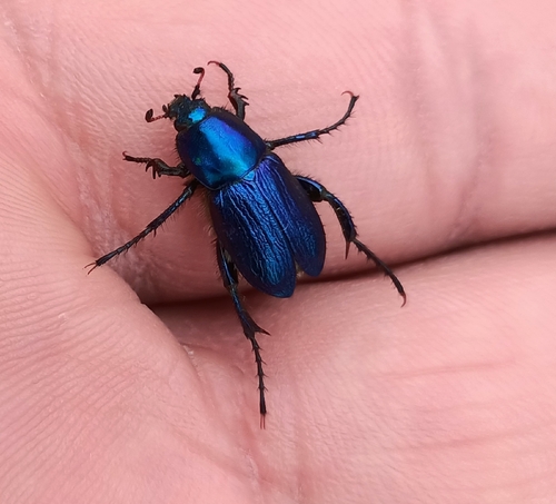 Glaphyrus maurus