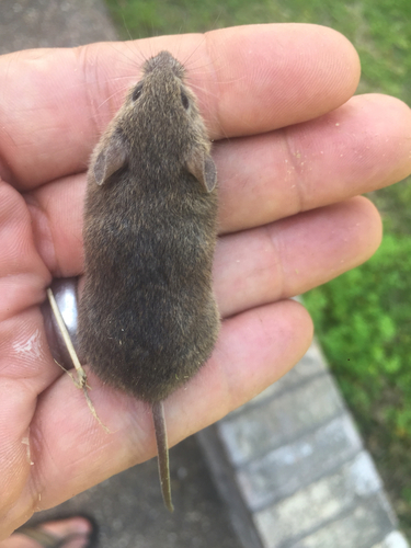 Northern Pygmy Mouse