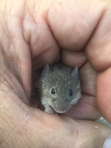 Northern Pygmy Mouse