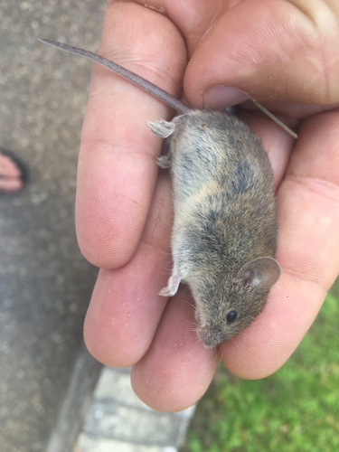 Northern Pygmy Mouse