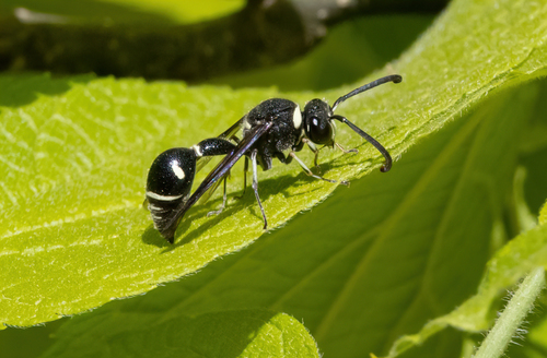 Fraternal Potter Wasp
