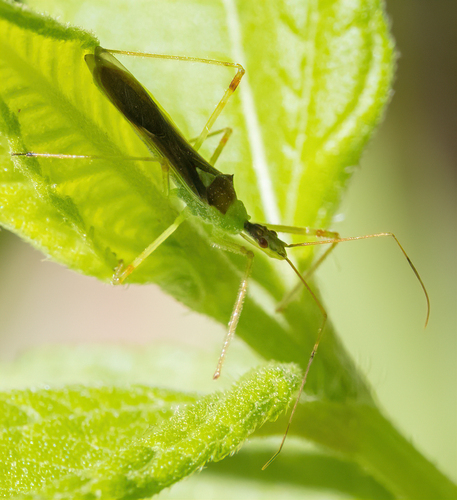 Pale Green Assassin Bug