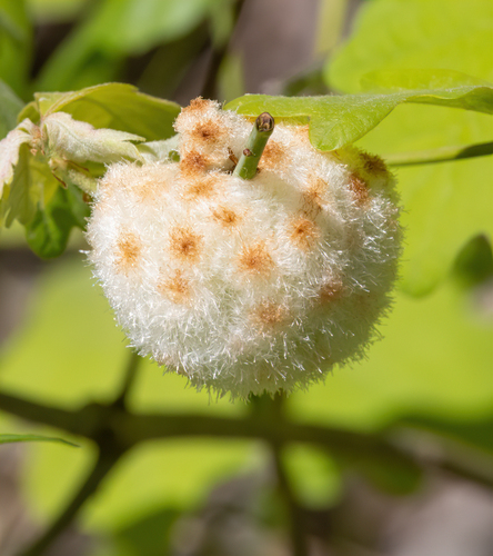 Wool Sower Gall Wasp