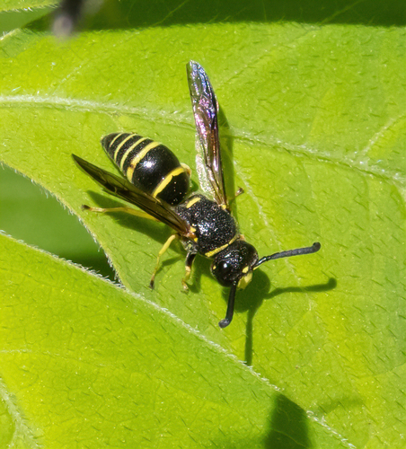 Pitted Mason Wasp