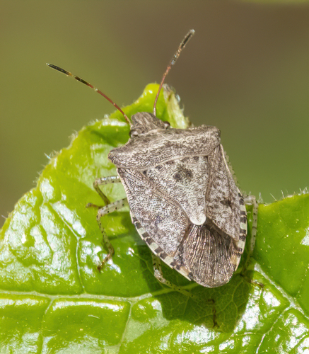 Brown Stink Bug