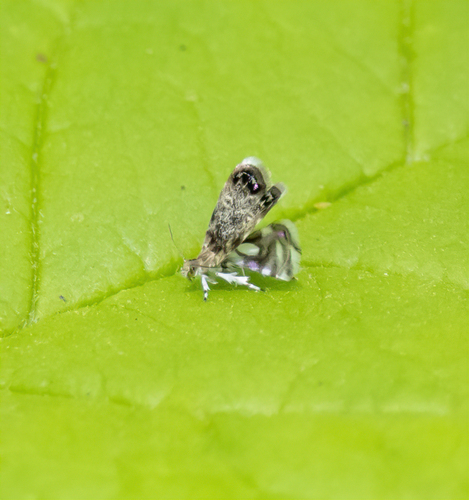 Peacock Brenthia Moth