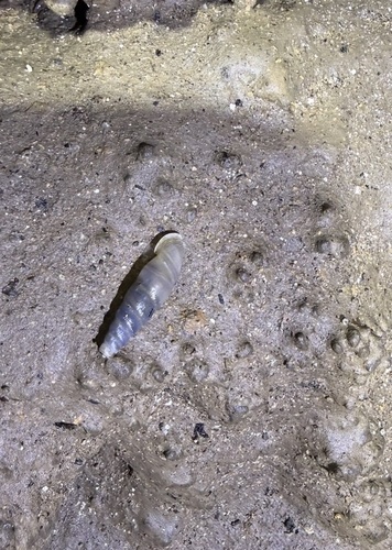 Synprosphyma franciscana