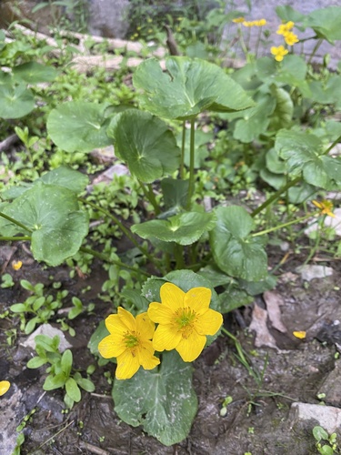 marsh marigold