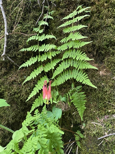 red columbine