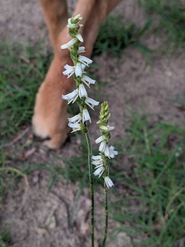 Spring Ladies' Tresses