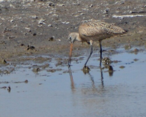 Marbled Godwit