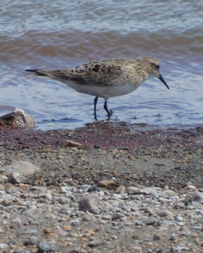 Baird's Sandpiper