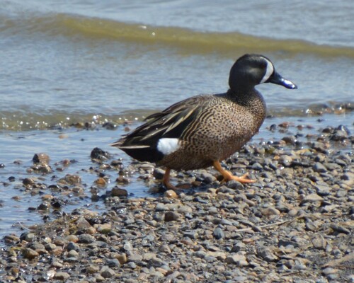 Blue-winged Teal