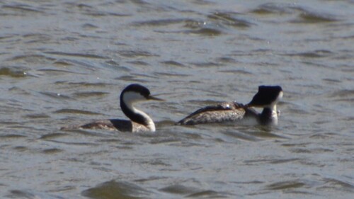 Western Grebe