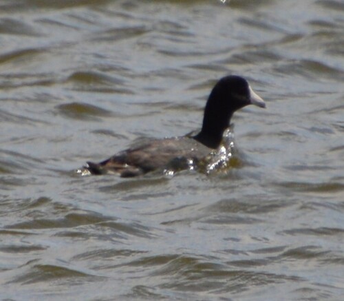 American Coot