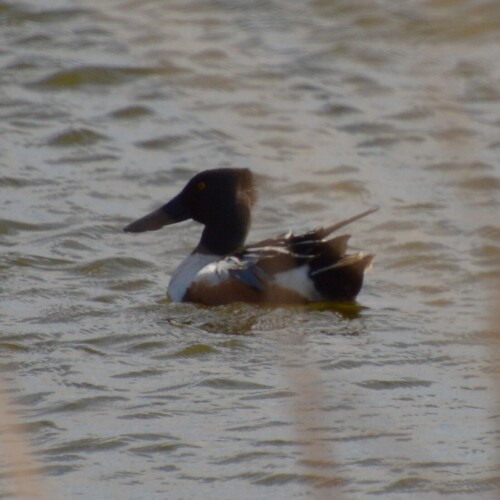 Northern Shoveler