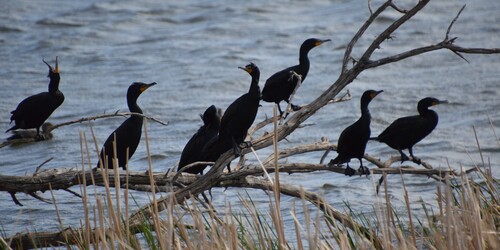 Double-crested Cormorant