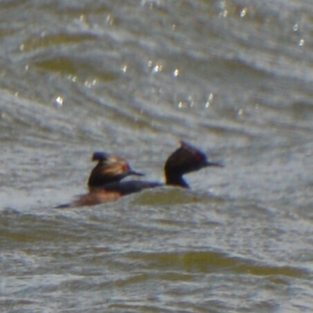 Eared Grebe