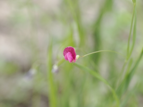 Grass Vetchling