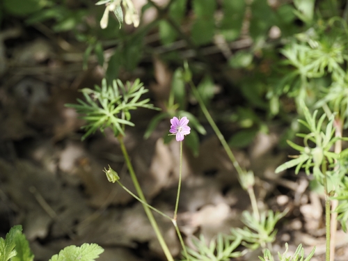 Long-stalked Crane's-bill