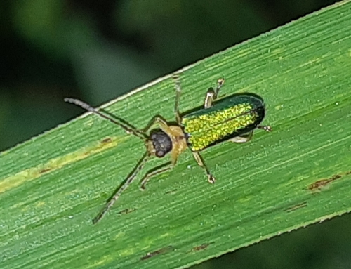 Apophylia taiwanica · iNaturalist United Kingdom