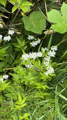 White-flower bittercress