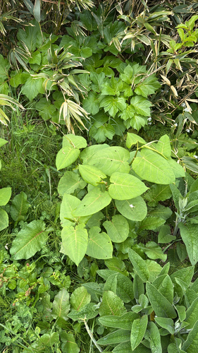 Giant Knotweed