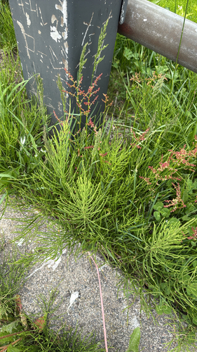 field horsetail