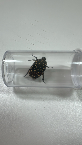 Yellow-spotted Flower Chafer