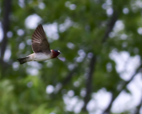 Cliff Swallow