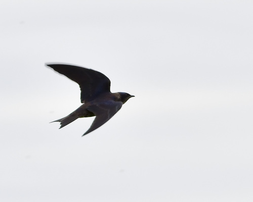 Purple Martin