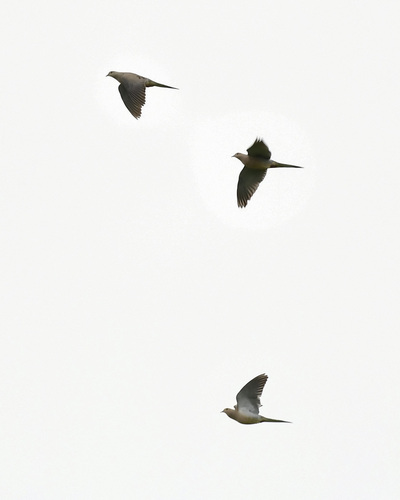 Mourning Dove