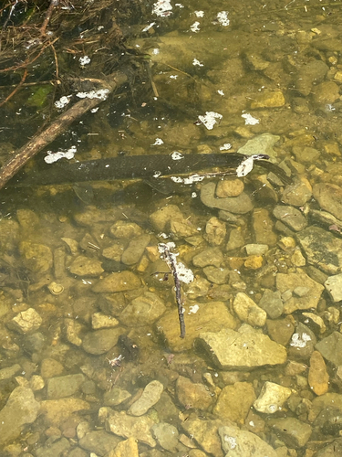 Shortnose Gar