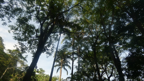 Imperial palm