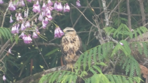 Gray-lined Hawk