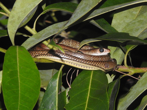 Indo-Chinese Rat Snake