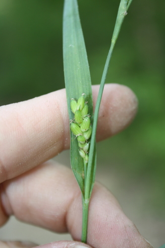tarheel sedge (Carex pigra)
