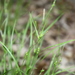 Carex oligocarpa - Photo (c) J. Kevin England, todos los derechos reservados, uploaded by J. Kevin England