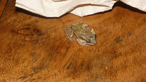 Snouted Tree Frogs