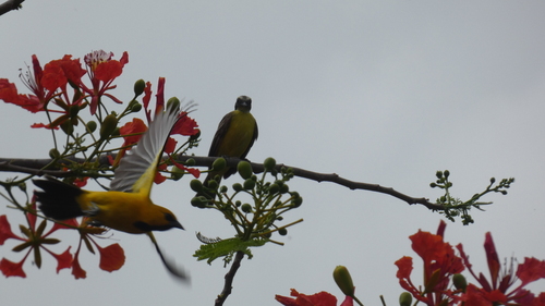 Yellow Oriole
