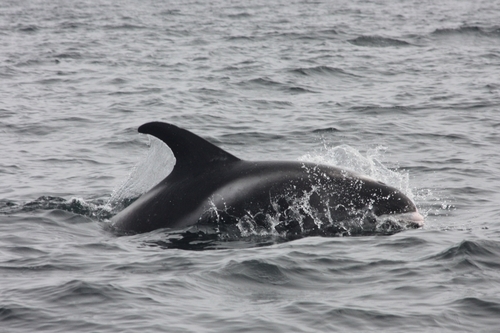 White-beaked Dolphin