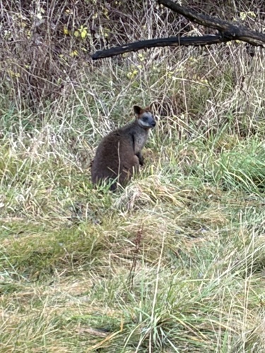 Swamp Wallaby