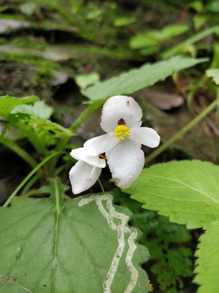 Begonia dioica · iNaturalist