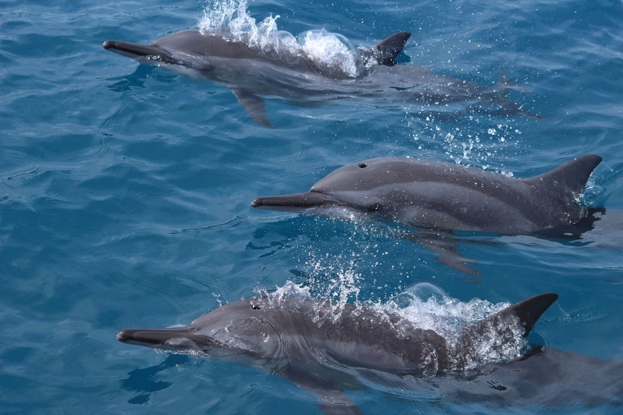 Spinner dolphin