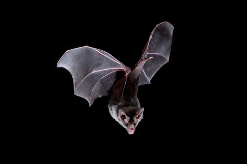 Big-eared Woolly Bat (Chrotopterus auritus) · iNaturalist