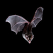 Big-eared Woolly Bat - Photo (c) Jose G. Martinez-Fonseca, all rights reserved