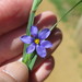 Sisyrinchium - Photo (c) Suzette Rogers, all rights reserved