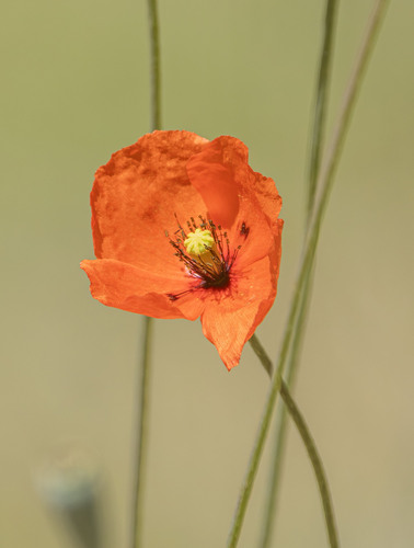 Long-headed poppy