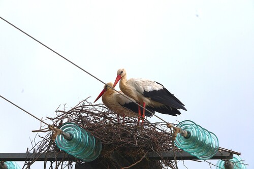 White Stork