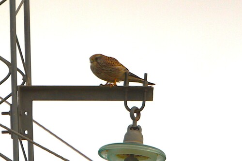 Eurasian Kestrel